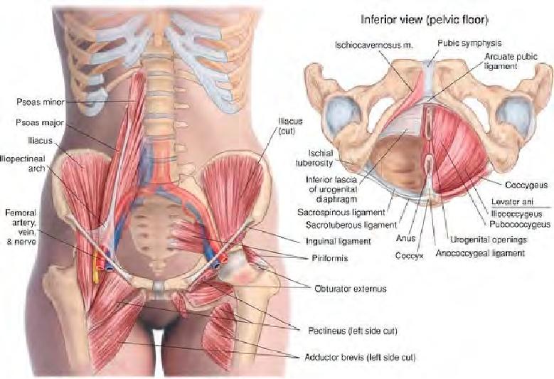 Muscles of the anterior pelvis and pelvic floor