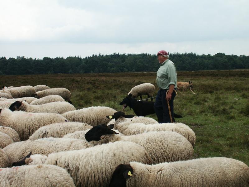 Mijn vader, Cornelis, op de heide met zijn honden en schapen.