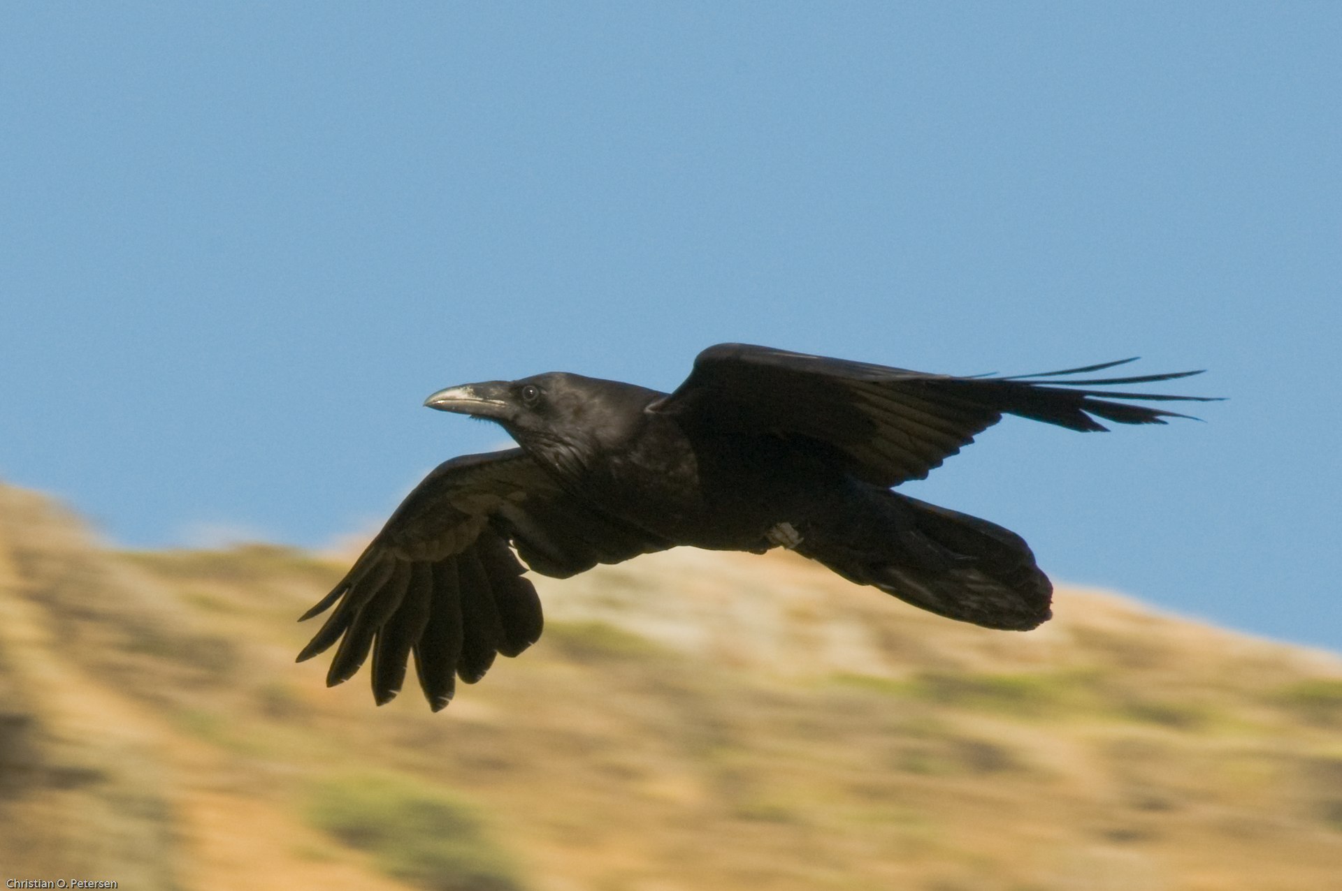 Common raven of North America (Corvus corax principalis) in flight. Source: Wikipedia.